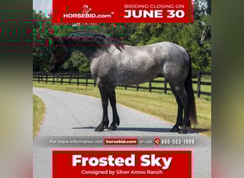Frison, Jument, 7 Ans, 157 cm, Rouan Bleu