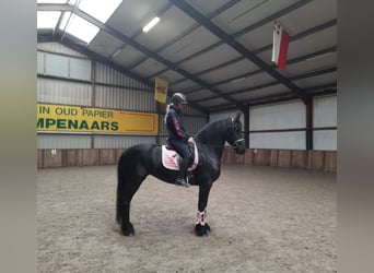 Frison, Jument, 7 Ans, 159 cm, Noir