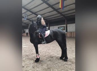 Frison, Jument, 7 Ans, 159 cm, Noir