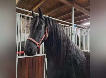 Frison, Jument, 7 Ans, 161 cm, Noir Frison, Jument, 7 Ans, 161 cm, Noir