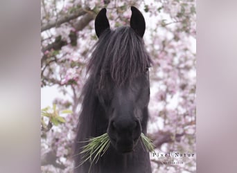 Frison, Jument, 7 Ans, 162 cm, Bai brun foncé