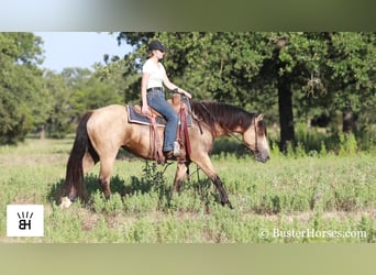 Frison, Jument, 7 Ans, 163 cm, Buckskin