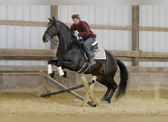 Frison, Jument, 7 Ans, 163 cm, Noir