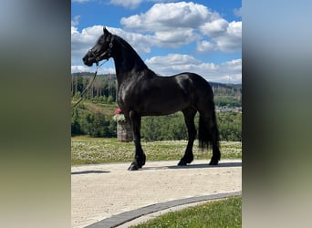 Frison, Jument, 7 Ans, 164 cm, Noir