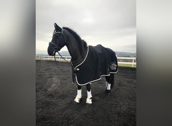 Frison, Jument, 7 Ans, 165 cm, Bai