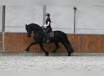 Frison, Jument, 7 Ans, 165 cm, Noir