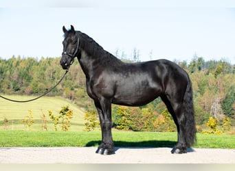 Frison, Jument, 7 Ans, 165 cm, Noir
