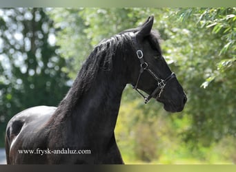 Frison, Jument, 7 Ans, 165 cm, Noir