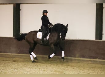 Frison, Jument, 7 Ans, 168 cm, Noir