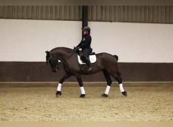 Frison, Jument, 7 Ans, 168 cm, Noir