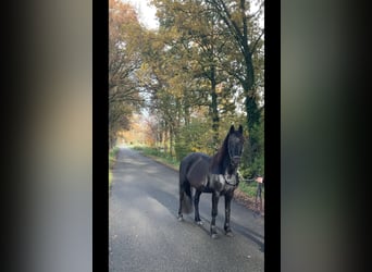 Frison Croisé, Jument, 8 Ans, 157 cm, Noir