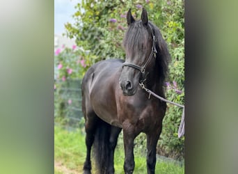 Frison, Jument, 8 Ans, 160 cm, Noir