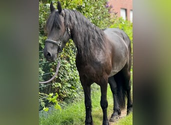 Frison, Jument, 8 Ans, 160 cm, Noir