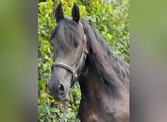 Frison, Jument, 8 Ans, 160 cm, Noir