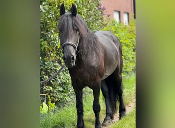 Frison, Jument, 8 Ans, 160 cm, Noir