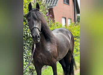 Frison, Jument, 8 Ans, 160 cm, Noir