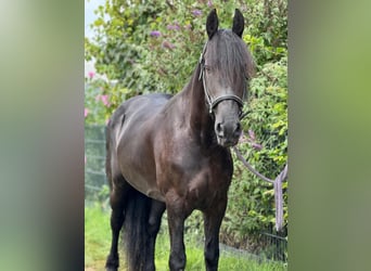 Frison, Jument, 8 Ans, 160 cm, Noir