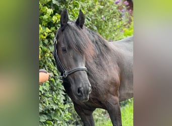 Frison, Jument, 8 Ans, 160 cm, Noir