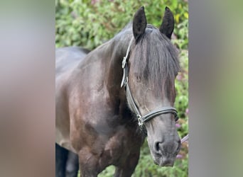 Frison, Jument, 8 Ans, 160 cm, Noir