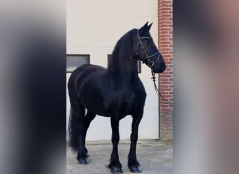 Frison, Jument, 8 Ans, 162 cm, Noir