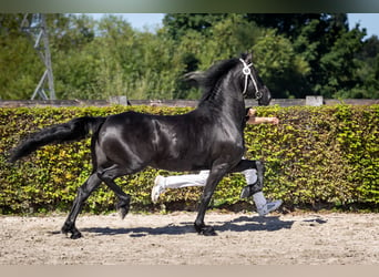 Frison, Jument, 8 Ans, 162 cm, Noir