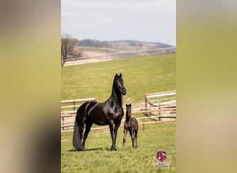 Frison, Jument, 8 Ans, 164 cm, Noir