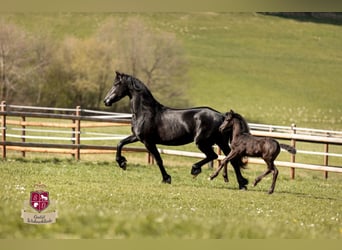 Frison, Jument, 8 Ans, 164 cm, Noir