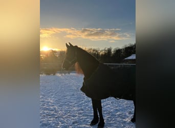 Frison, Jument, 8 Ans, 164 cm, Noir