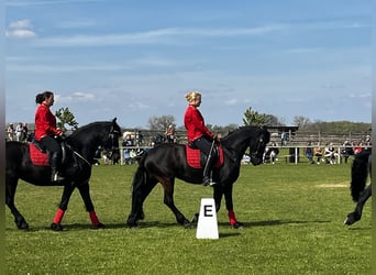 Frison, Jument, 8 Ans, 164 cm, Noir