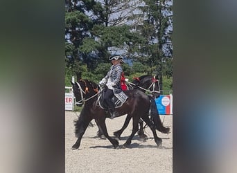 Frison, Jument, 8 Ans, 164 cm, Noir