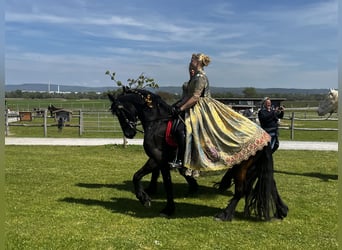 Frison, Jument, 8 Ans, 164 cm, Noir
