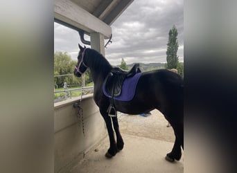 Frison, Jument, 8 Ans, 164 cm, Noir