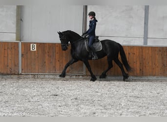 Frison, Jument, 8 Ans, 165 cm, Noir