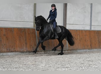 Frison, Jument, 8 Ans, 165 cm, Noir
