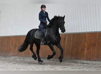 Frison, Jument, 8 Ans, 165 cm, Noir