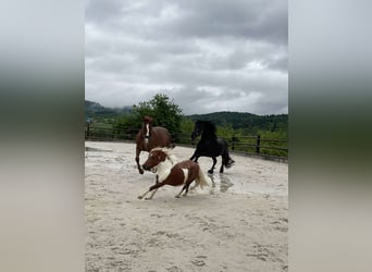 Frison, Jument, 9 Ans, 160 cm, Noir