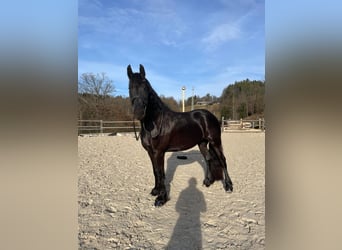 Frison, Jument, 9 Ans, 160 cm, Noir