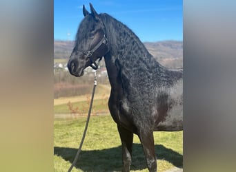 Frison, Jument, 9 Ans, 162 cm, Noir