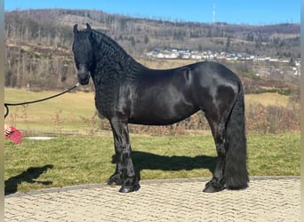 Frison, Jument, 9 Ans, 162 cm, Noir