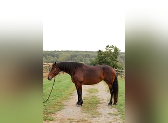 Frison Croisé, Jument, 9 Ans, 163 cm, Bai cerise