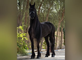 Frison, Jument, 9 Ans, 164 cm, Noir