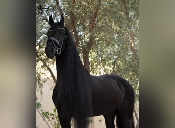 Frison, Jument, 9 Ans, 164 cm, Noir