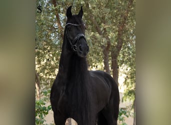 Frison, Jument, 9 Ans, 164 cm, Noir