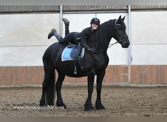 Frison, Jument, 9 Ans, 167 cm, Noir