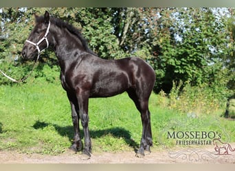 Frison, Jument, Poulain (05/2023), 165 cm, Noir
