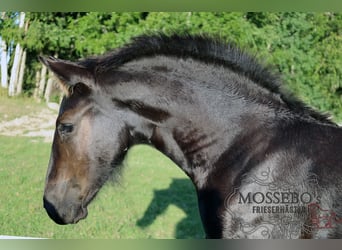 Frison, Jument, Poulain (05/2023), 165 cm, Noir