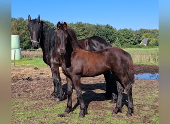 Frison, Jument, Poulain (05/2025), 165 cm, Noir