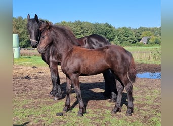 Frison, Jument, Poulain (05/2025), 165 cm, Noir