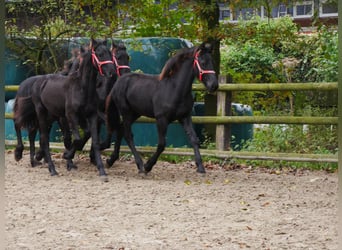 Frison, Jument, Poulain (04/2024)