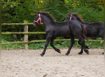 Frison, Jument, Poulain (04/2024)